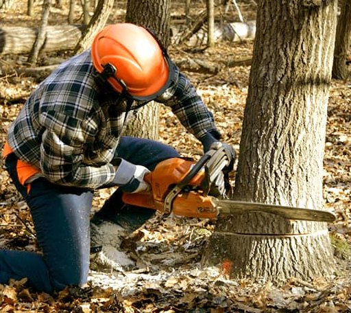 Tree Removal in Hoytville, OH